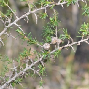 Leptospermum arachnoides at Longreach, NSW - 3 Aug 2020