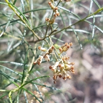 Cassinia sifton (Sifton Bush, Chinese Shrub) at O'Connor, ACT - 4 Aug 2020 by trevorpreston