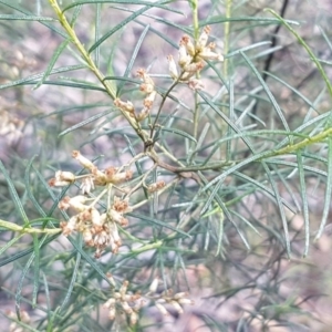 Cassinia sifton at O'Connor, ACT - 4 Aug 2020 12:58 PM