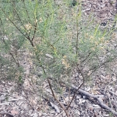 Cassinia sifton at O'Connor, ACT - 4 Aug 2020 12:58 PM