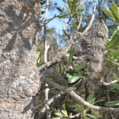 Banksia serrata (Saw Banksia) at Longreach, NSW - 3 Aug 2020 by plants