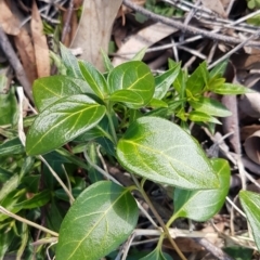 Vinca major (Blue Periwinkle) at O'Connor, ACT - 4 Aug 2020 by tpreston