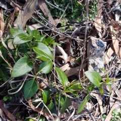 Vinca major at O'Connor, ACT - 4 Aug 2020