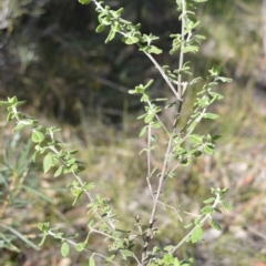 Prostanthera incana (Velvet Mint-bush) at Longreach, NSW - 3 Aug 2020 by plants