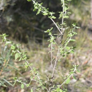 Prostanthera incana at Longreach, NSW - 3 Aug 2020 10:20 PM