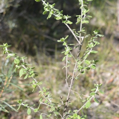 Prostanthera incana (Velvet Mint-bush) at Longreach, NSW - 3 Aug 2020 by plants