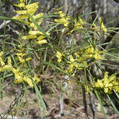 Acacia longifolia subsp. longifolia (Sydney Golden Wattle) at Longreach, NSW - 3 Aug 2020 by plants