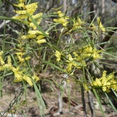 Acacia longifolia (Sydney Golden Wattle) at Longreach, NSW - 3 Aug 2020 by plants