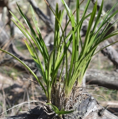 Cymbidium suave (Snake Orchid) at Wogamia Nature Reserve - 3 Aug 2020 by plants