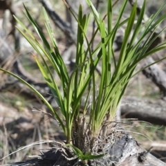 Cymbidium suave (Snake Orchid) at Longreach, NSW - 3 Aug 2020 by plants