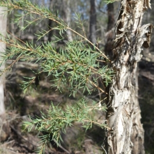 Melaleuca linariifolia at Longreach, NSW - 3 Aug 2020 11:12 PM