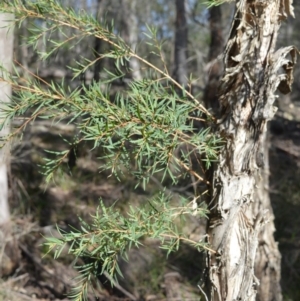 Melaleuca linariifolia at Longreach, NSW - 3 Aug 2020