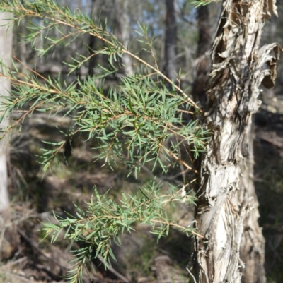Melaleuca linariifolia (Flax-leaved Paperbark) at Longreach, NSW - 3 Aug 2020 by plants
