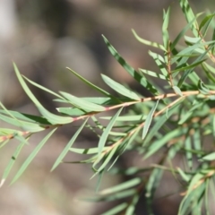 Melaleuca linariifolia at Longreach, NSW - 3 Aug 2020 11:12 PM