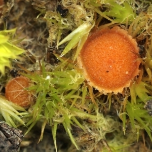 Lamprospora australis at Acton, ACT - 1 Aug 2020