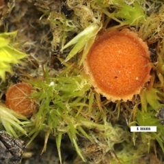 Lamprospora australis at Acton, ACT - 1 Aug 2020