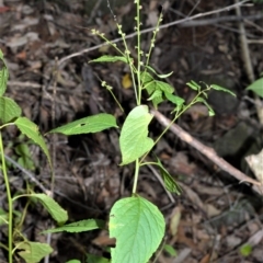 Deeringia amaranthoides at Longreach, NSW - 4 Aug 2020 by plants