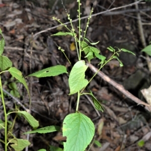 Deeringia amaranthoides at Longreach, NSW - 4 Aug 2020