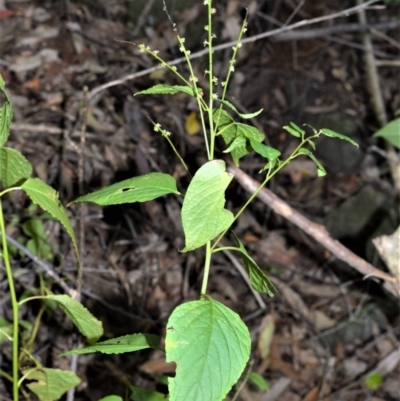Deeringia amaranthoides at Longreach, NSW - 4 Aug 2020 by plants