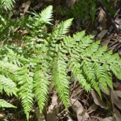 Calochlaena dubia (Rainbow Fern) at Longreach, NSW - 4 Aug 2020 by plants
