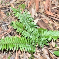 Pellaea falcata (Sickle Fern) at Longreach, NSW - 4 Aug 2020 by plants