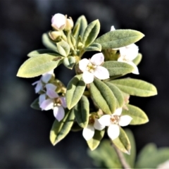 Zieria cytisoides (Downy Zieria) at Bamarang, NSW - 4 Aug 2020 by plants