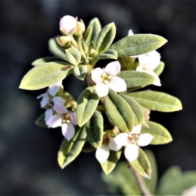 Zieria cytisoides (Downy Zieria) at Bamarang, NSW - 3 Aug 2020 by plants