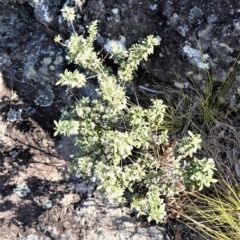 Zieria cytisoides at Bamarang, NSW - 4 Aug 2020