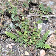 Cheilanthes distans (Bristly Cloak Fern) at Bamarang, NSW - 4 Aug 2020 by plants