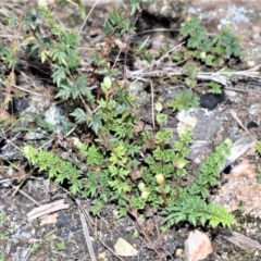 Cheilanthes distans (Bristly Cloak Fern) at Bamarang, NSW - 3 Aug 2020 by plants