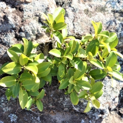 Ficus rubiginosa (Port Jackson or Rusty Fig) at Bamarang, NSW - 4 Aug 2020 by plants