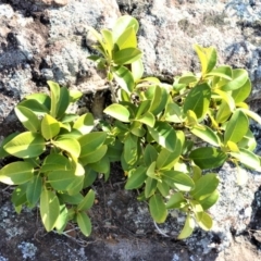 Ficus rubiginosa (Port Jackson or Rusty Fig) at Bamarang, NSW - 3 Aug 2020 by plants