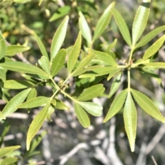 Ceratopetalum gummiferum (New South Wales Christmas-bush, Christmas Bush) at Bamarang, NSW - 3 Aug 2020 by plants