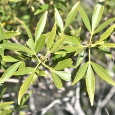 Ceratopetalum gummiferum (New South Wales Christmas-bush, Christmas Bush) at Bamarang, NSW - 4 Aug 2020 by plants