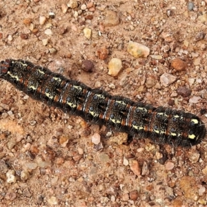 Apina callisto at Weston, ACT - 4 Aug 2020 11:39 AM