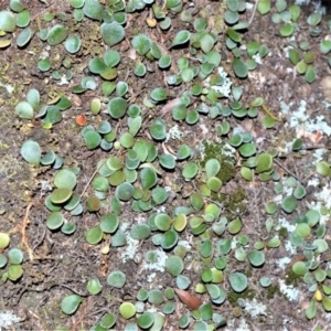 Pyrrosia rupestris at Bamarang, NSW - 4 Aug 2020