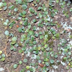 Pyrrosia rupestris (Rock Felt Fern) at Bamarang, NSW - 3 Aug 2020 by plants