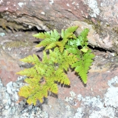 Davallia solida var. pyxidata (Hare's Foot Fern) at Bamarang, NSW - 3 Aug 2020 by plants