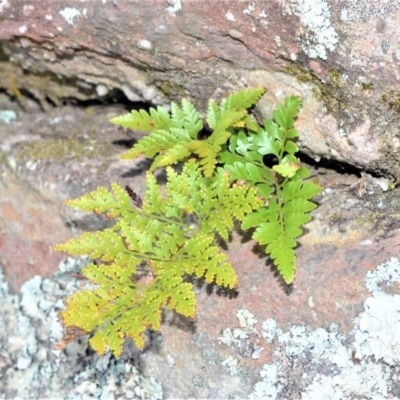 Davallia solida var. pyxidata (Hare's Foot Fern) at Bamarang, NSW - 3 Aug 2020 by plants