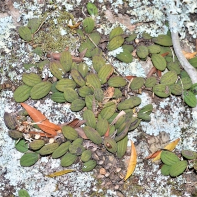 Dockrillia linguiformis (Thumb-nail Orchid) at Bamarang, NSW - 3 Aug 2020 by plants