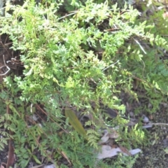 Cheilanthes sieberi subsp. sieberi (Mulga Rock Fern) at Bamarang, NSW - 4 Aug 2020 by plants