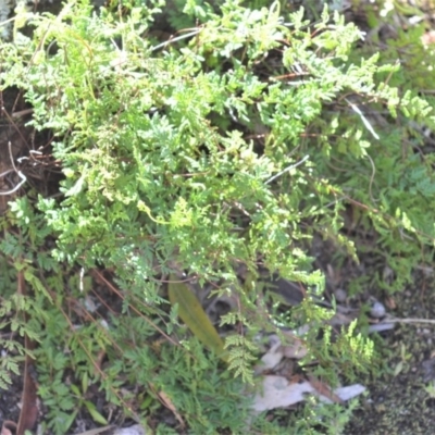 Cheilanthes sieberi subsp. sieberi (Mulga Rock Fern) at Bamarang, NSW - 4 Aug 2020 by plants