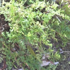 Cheilanthes sieberi subsp. sieberi (Narrow Rock Fern) at Bamarang, NSW - 3 Aug 2020 by plants