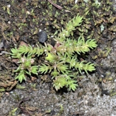 Crassula sieberiana (Austral Stonecrop) at Bamarang, NSW - 3 Aug 2020 by plants