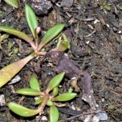 Calandrinia pickeringii at Bamarang, NSW - 3 Aug 2020 by plants