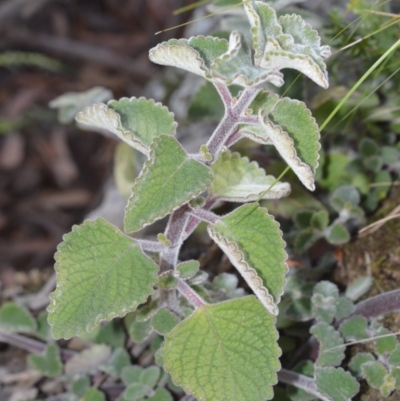 Plectranthus graveolens (Bush Basil) at Bamarang, NSW - 3 Aug 2020 by plants