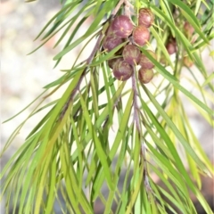 Persoonia linearis (Narrow-leaved Geebung) at Bamarang, NSW - 3 Aug 2020 by plants