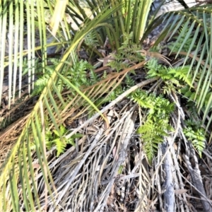 Davallia solida var. pyxidata at Bamarang, NSW - suppressed