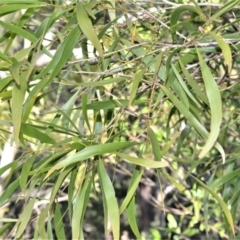 Acacia implexa (Hickory Wattle, Lightwood) at Bamarang, NSW - 3 Aug 2020 by plants