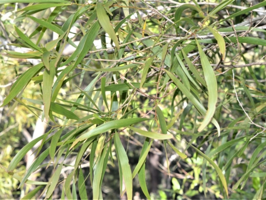 Acacia implexa at Bamarang, NSW - 4 Aug 2020
